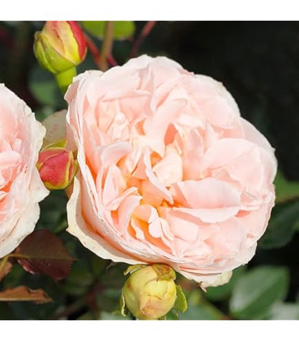 Amazon.co.jp: バラ苗 棘が少ない 大苗 超強健種 四季咲き : DIY